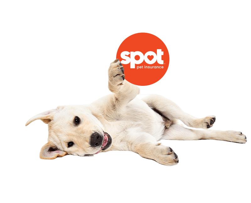 Spot Pet Insurance Homepage